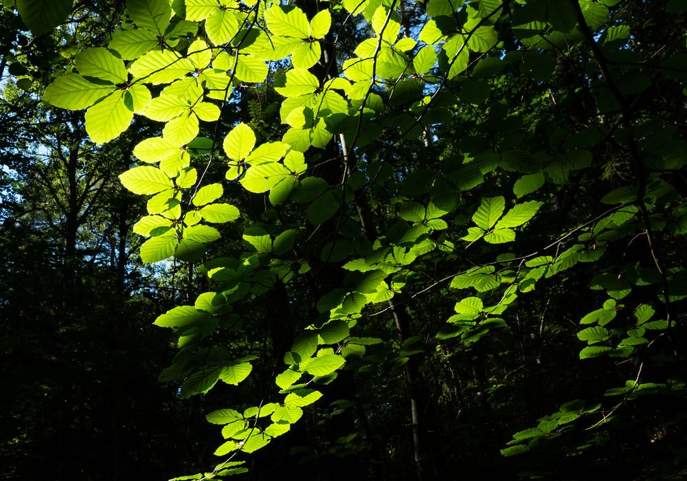 Sunlight through green leaves